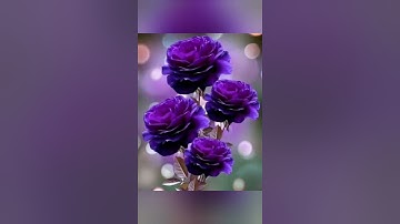 سورة: (الحجرات ، ق ) بصوت الشيخ صلاح بو خاطر