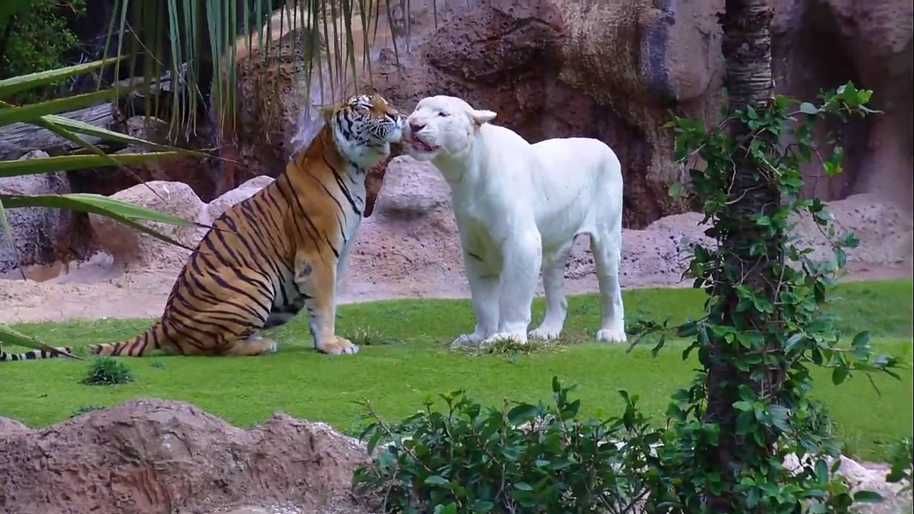 White Tiger vs Bengal Tiger Loro Parque Tenerife [Full HD] YouTube