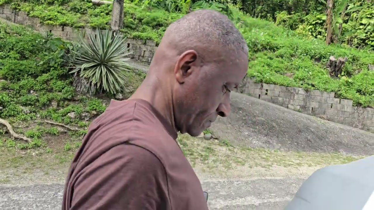 Reaping old yam. and gathering coconut 🥥 