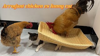 The rooster turned defeat into victory,and the cat was helpless and angry 💢!Cute funny animal video