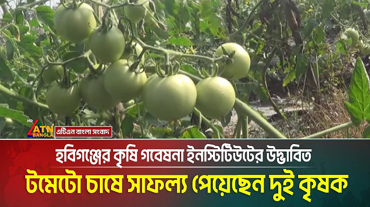 Success in summer tomato cultivation of Bari-8 variety developed by Habiganj Agricultural Researc...