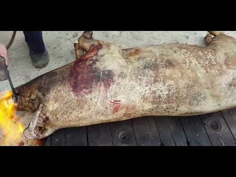 Video: De ce este valoroasă disecția unui porc fetal?