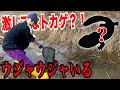 沼をガサガサしたら"激レアなトカゲ"が大量発生してた!!!!