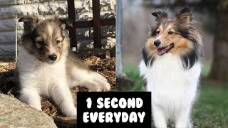 MY SHELTIE PUPPY GROWING UP! | One Second Every Day for a Year