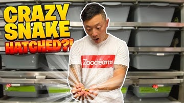 INSANELY RARE BALL PYTHON HATCHED HERE AT RCE!!! CLUTCH OF EGGS FROM AN EPIC PAIRING!! #raresnakes