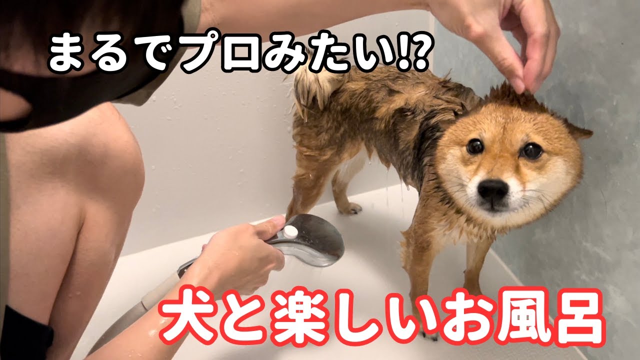 愛犬をお風呂に入れる！プロのようにお風呂タイムを楽しませる方法