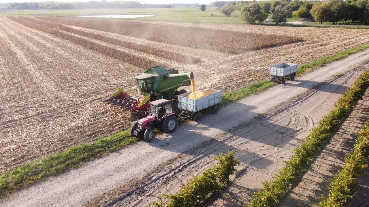 Kukorica aratás/Corn harvest 2022 [John Deere WTS 9540i,MTZ 820.4,IFA W50]