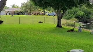 Nelson The Skye Terrier... The Great Squirrel Chase by Bette Luksha-Gammell 72 views 3 years ago 52 seconds