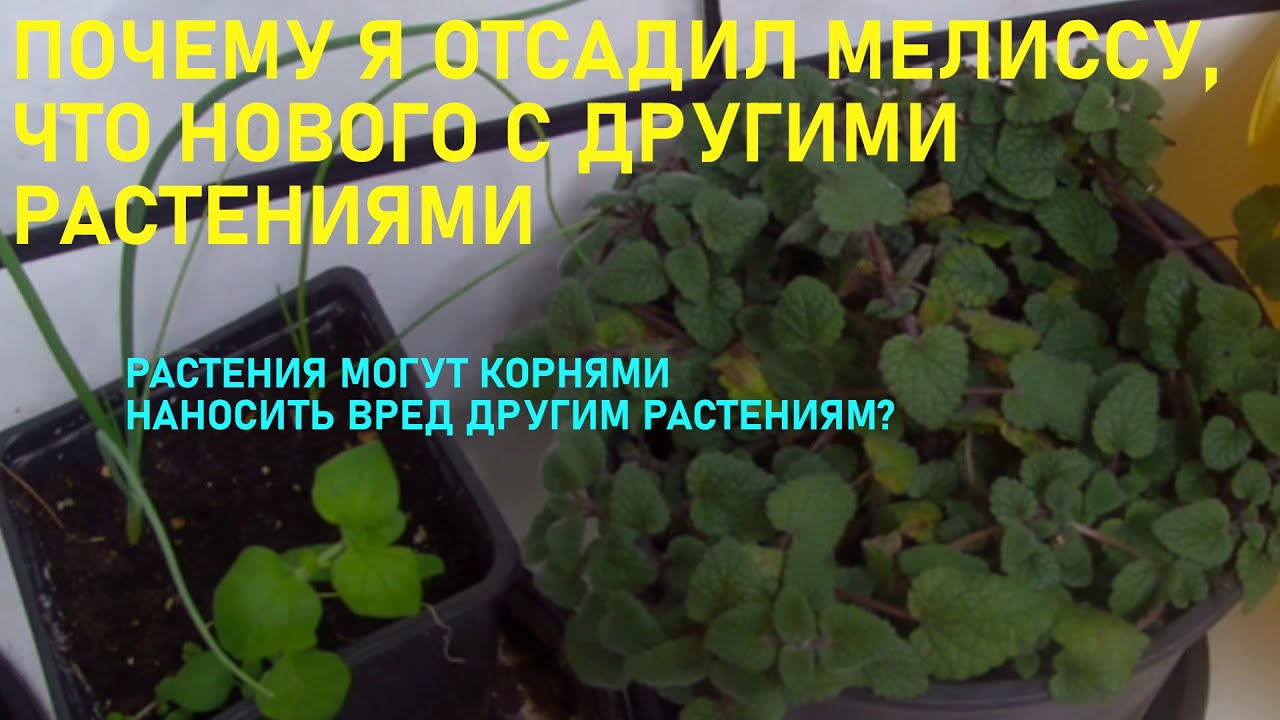 Почему я отсадил мелиссу, что нового с другими растениями