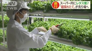 スーパー内にレタス畑？店内で栽培→採れ立て販売(20/02/26)
