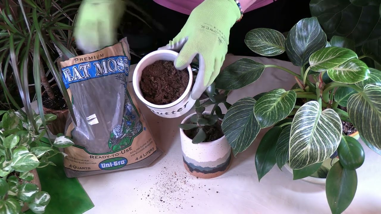 Peat Moss Why This Soil Additive is Important to Growing Healthy