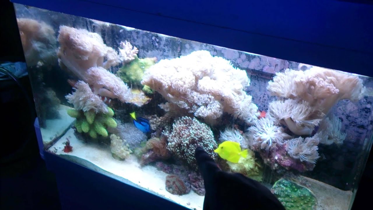 how coral and live