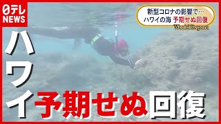 水の透明度が“６０％”も回復…ハワイ観光 “コロナ後”を見据えた取り組みとは？（2021年7月15日放送「Oha!4 NEWS LIVE」より）