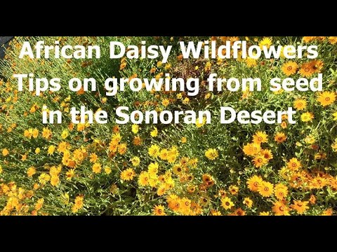 Video: African Arctotis Daisy Care: come coltivare i fiori di Arctotis Daisy