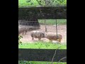 The strange and funny animals on the farm 😊#cute #horses #pig #donkey
