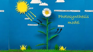 Photosynthesis 3d Model For Science Projects Photosynthesis Explanation Science Fair Project Youtube