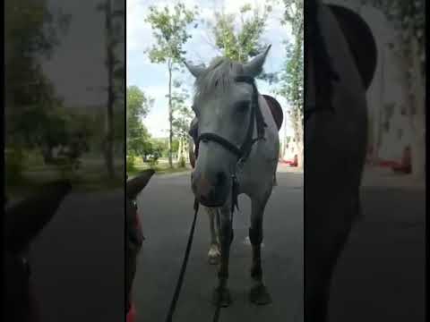 Atlar 🥰#horsevideos #atvideo #at #atsevgisi #horselover #horses #horseriding  kentavrik_1 TikTok