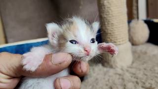 Anne Kedi Yavrularını Okşuyor. Beş Tane Yavru Kedi.