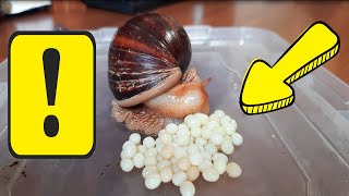 The snail lays 100+ eggs! giant african land snail The achatin snail actually lays eggs.