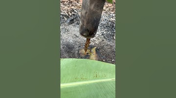 Rắn mối nướng trong lon