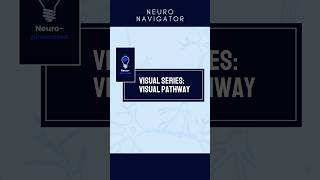 Neuro Navigator: Visual Pathways