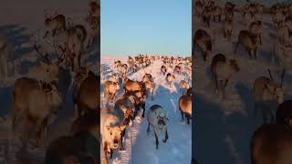 Beautiful reindeer run across picturesque snow-covered landscape 