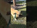 A WHOLE ASS TREE