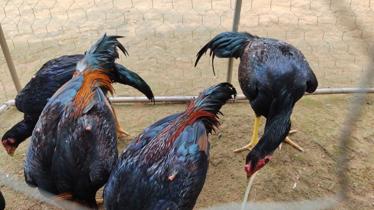FRANGOS SERÃO CONFINADOS EM GAIOLAS ANTES DE CANTAR VEJA MOTIVOS 🙄👍🔔✍️🐓