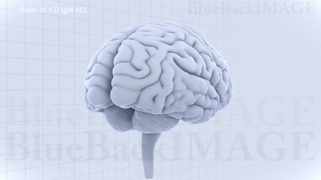 Brain Head anatomy human body idea mind B1bW 