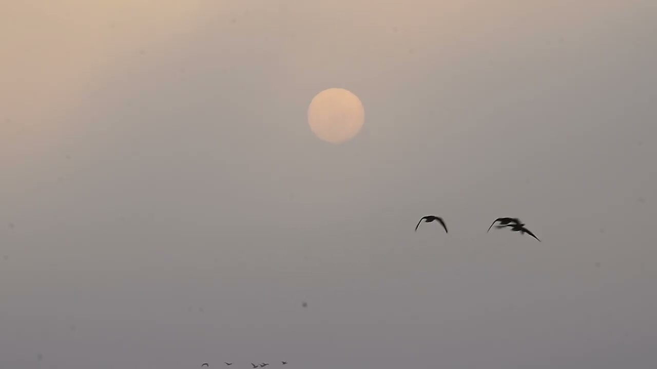 伊豆沼・内沼－朝のひととき14・終盤戦－