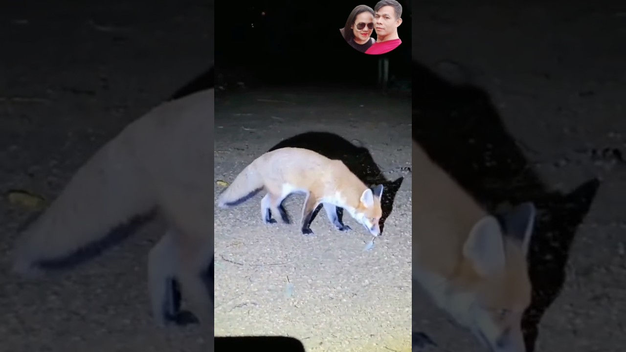 lolongan anjing srigala