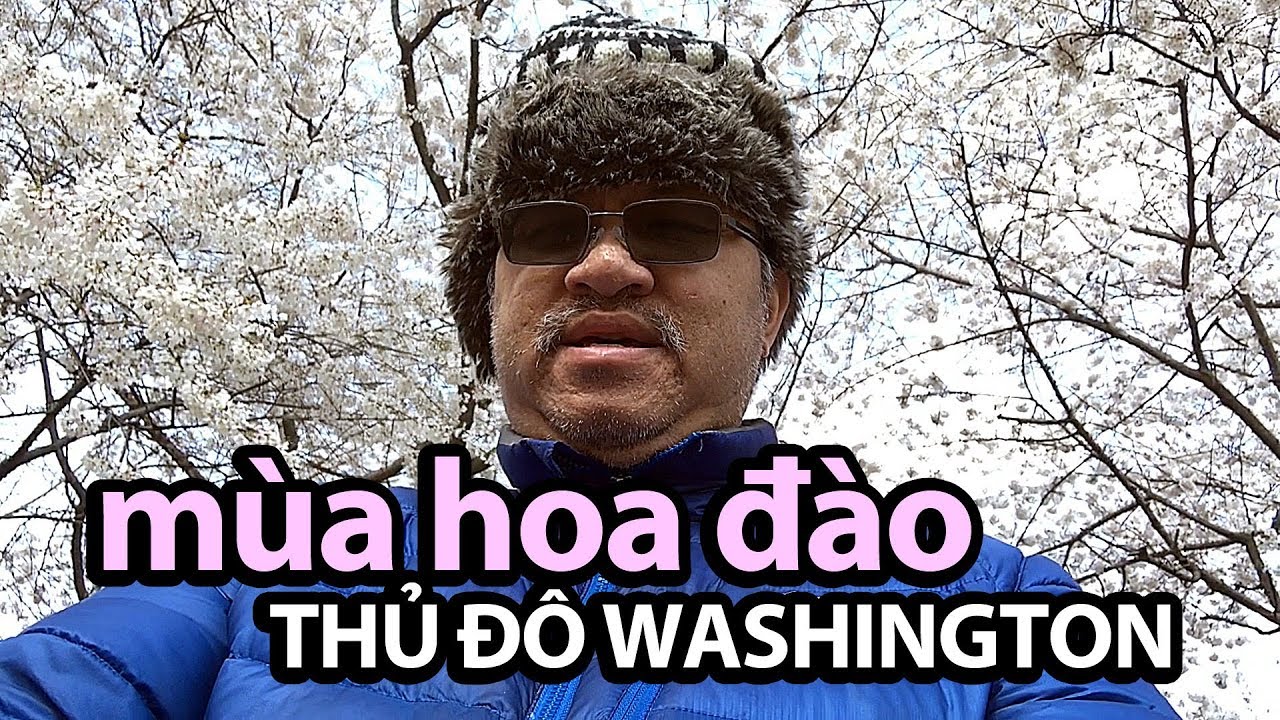 TỪ THỦ ĐÔ: Mùa hoa anh đào nở rộ ở thủ đô Washington luật sư vô pháp tập 2