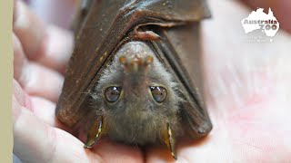 This precious tubenosed bat loves to wiggle | Wildlife Warrior Missions