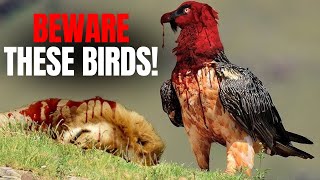 Top 10 Most Dangerous Birds in the World!