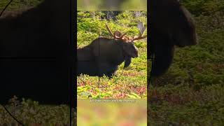 Where To Shoot a Moose With a Gun | Hunting Tips #shorts #animals #hunting screenshot 1