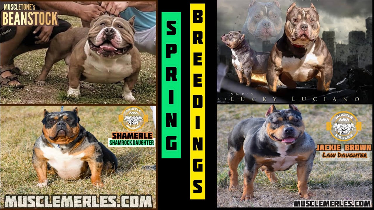 Muscle Merles American Bully Ep. 25 SPRING 2021 MERLE BREEDINGS 🔥🔥🔥🔥🔥
