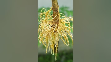🌿A great way to propagate lemon tree is by air layering using aluminum foil #lemontree #gardening