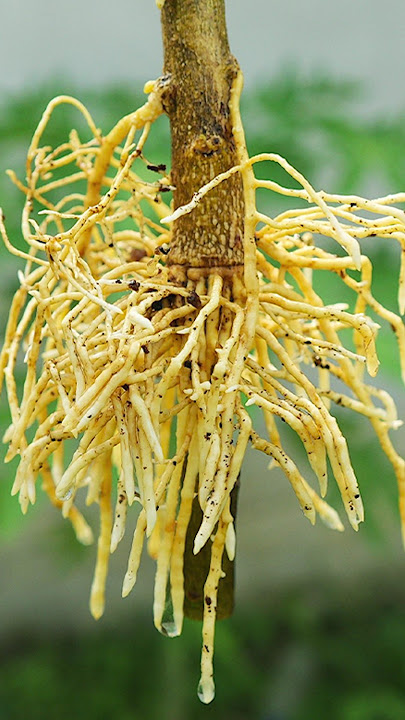 🌿A great way to propagate lemon tree is by air layering using aluminum foil #lemontree #gardening