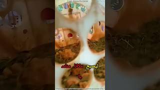 😱 تقنية مذهلة في تربية الدجاج UAE&amp;Dubai&amp;saudia ;uxery Barrel Farming Secret 🛢️🐔