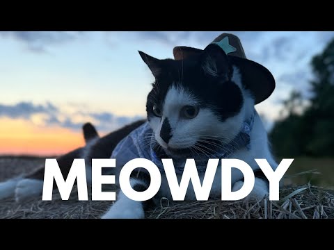 Jack Spicer The Cowboy Kitty At Dusk 