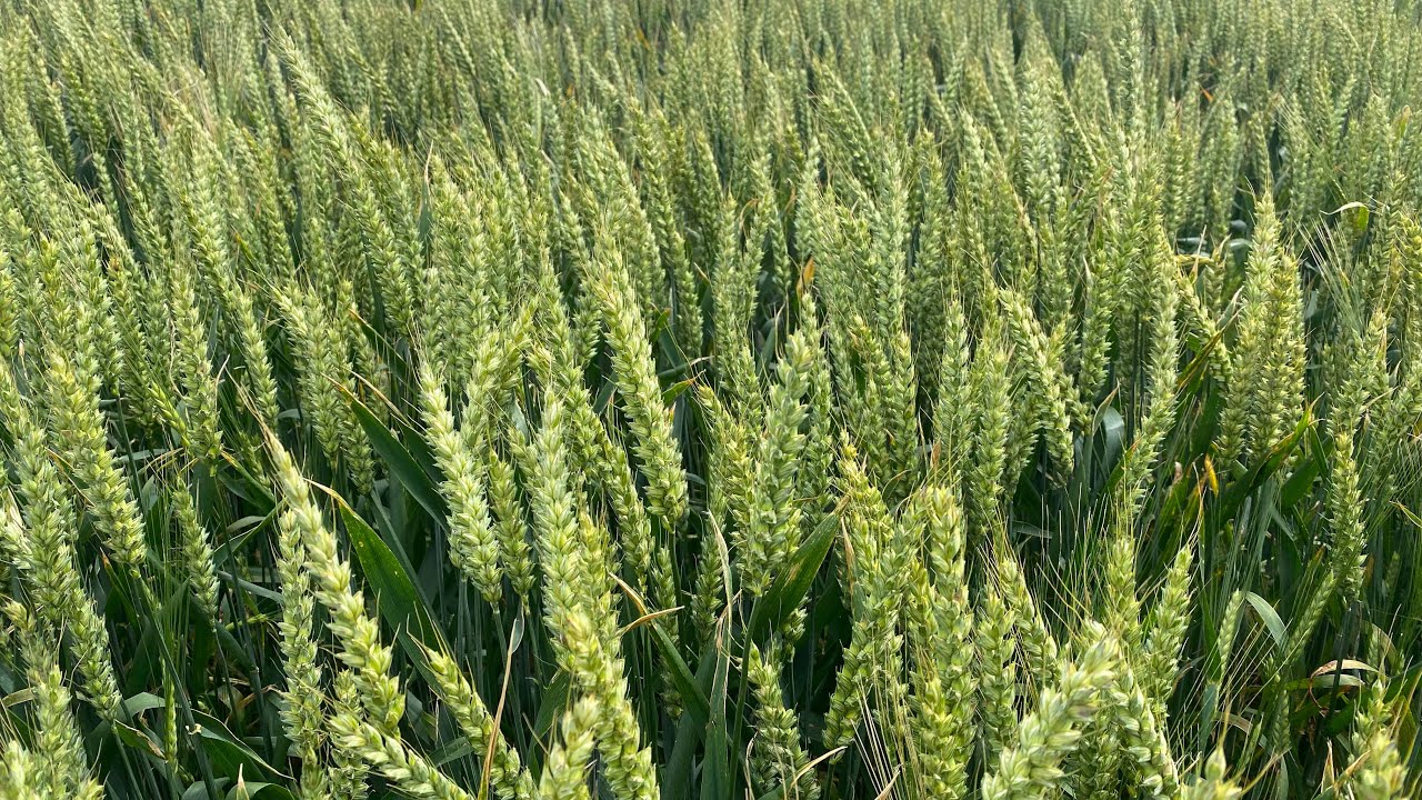 Pre Harvest crop update