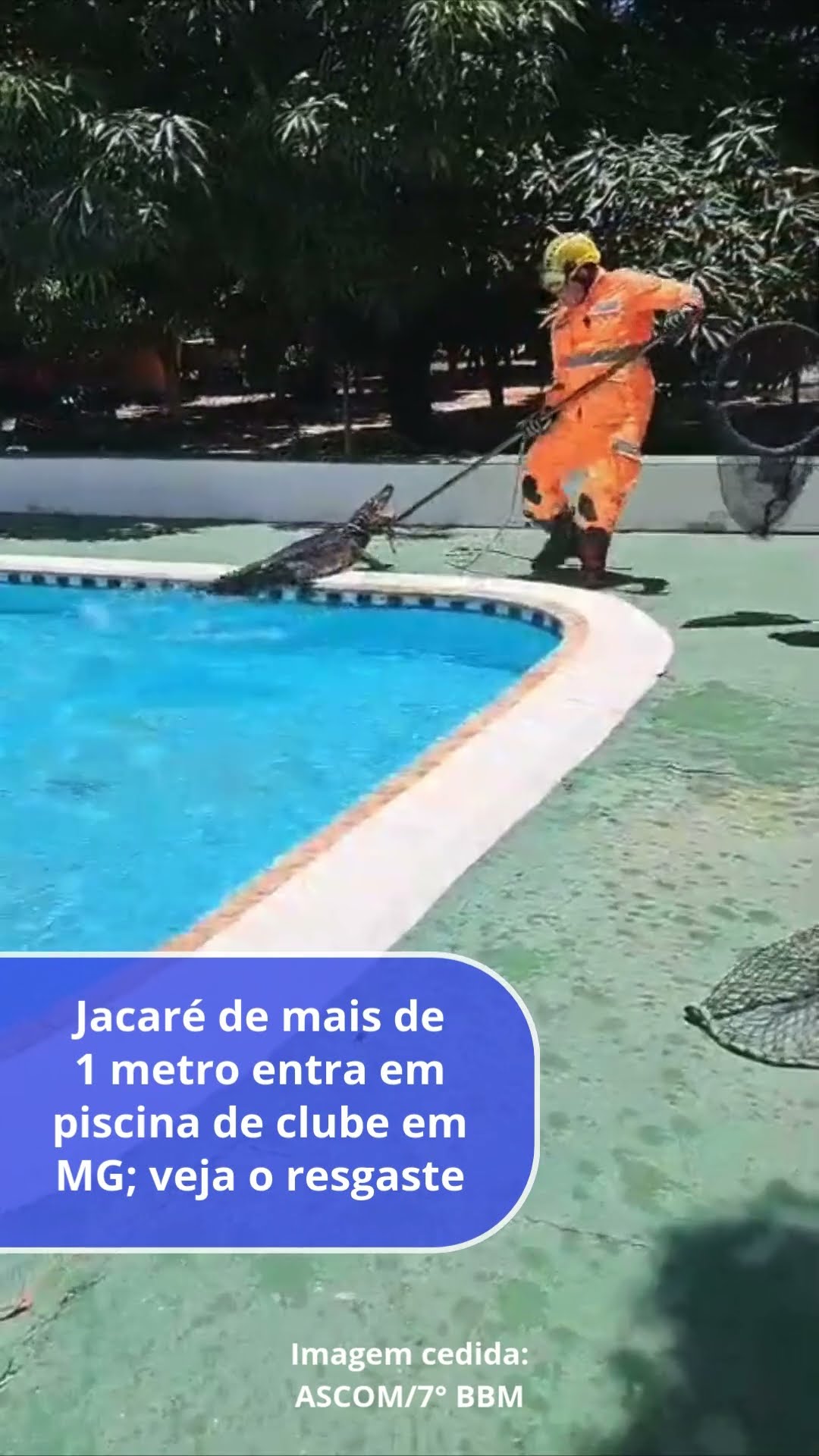 Jacaré de mais de 1 metro entra em piscina de clube de MG; veja o resgaste