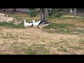 А може це перше кохання Катруся Карпик А може це перше кохання Катруся Карпик