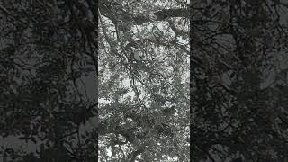 Download Lagu Northern Mockingbird MP3