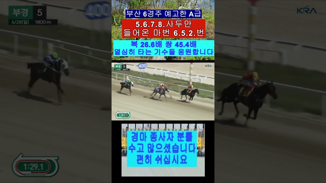 일요 부산 5경주 5번 추입오는 영상보기