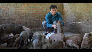 Mai still hasn't returned. Robert sells the pigs to go look for Mai. Green forest life 