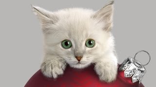 Пушистый беленький котенок. Забавный и прикольный. Коты, кошки, котята / Котэ Саратовский Пушистый беленький котенок. Забавный и прикольный. Коты, кошки, котята / Котэ Саратовский