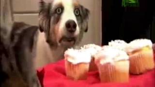 Cupcake Dog - Vietnam