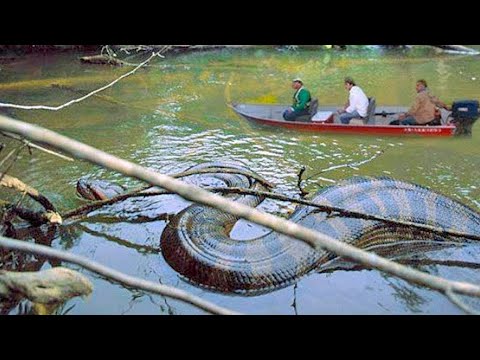 فيديو: أكبر ثعبان في العالم. اناكوندا