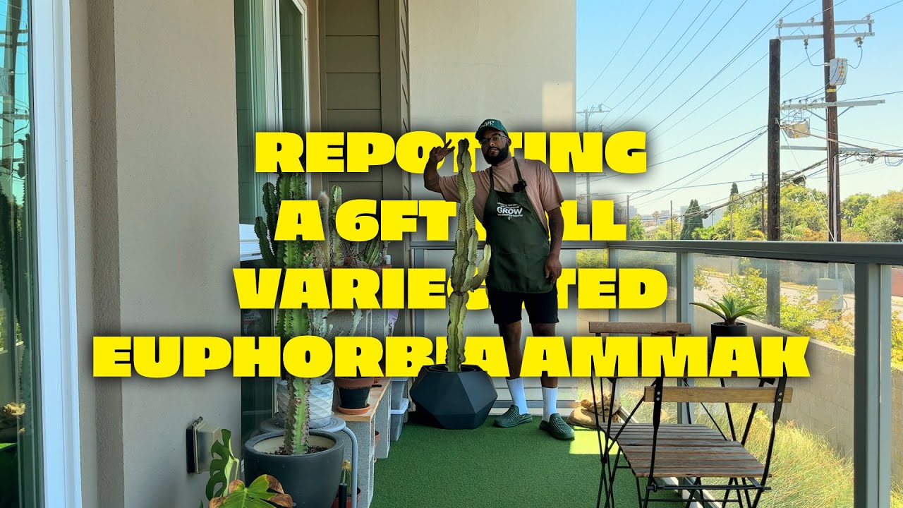 Пересадка 6-футового пестрого молочая Аммак!
